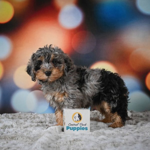 F1b Cockapoo Puppy for Sale
