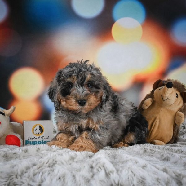 F1b Cockapoo Puppy for Sale
