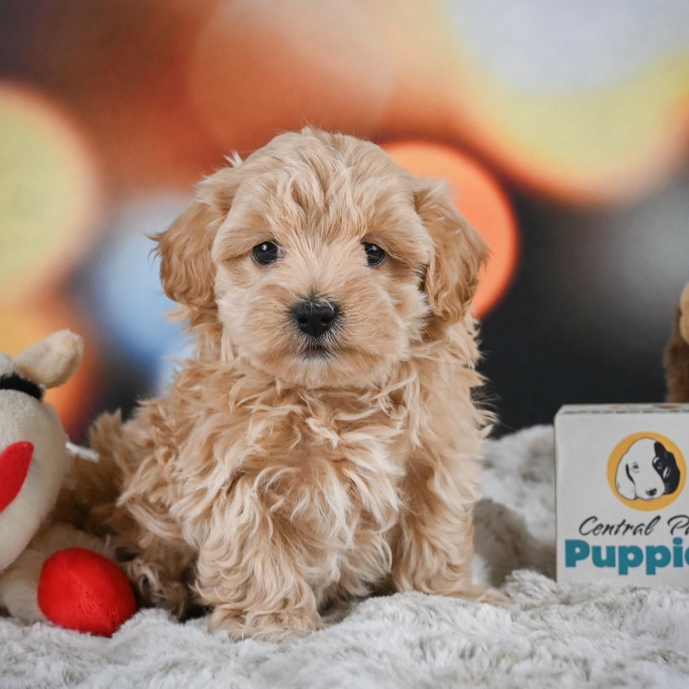 F1 Maltipoo Puppy for Sale in NYC