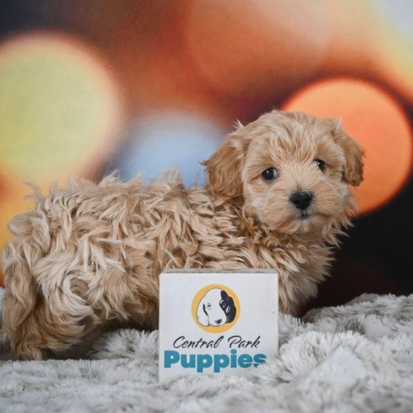 F1 Maltipoo Puppy for Sale