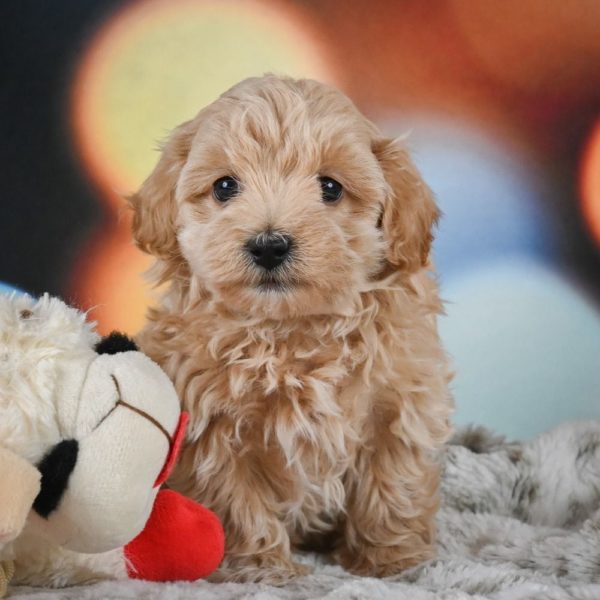 F1 Maltipoo Puppy for Sale