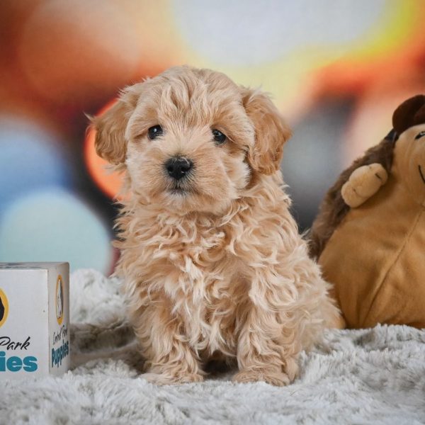 F1 Maltipoo Puppy for Sale