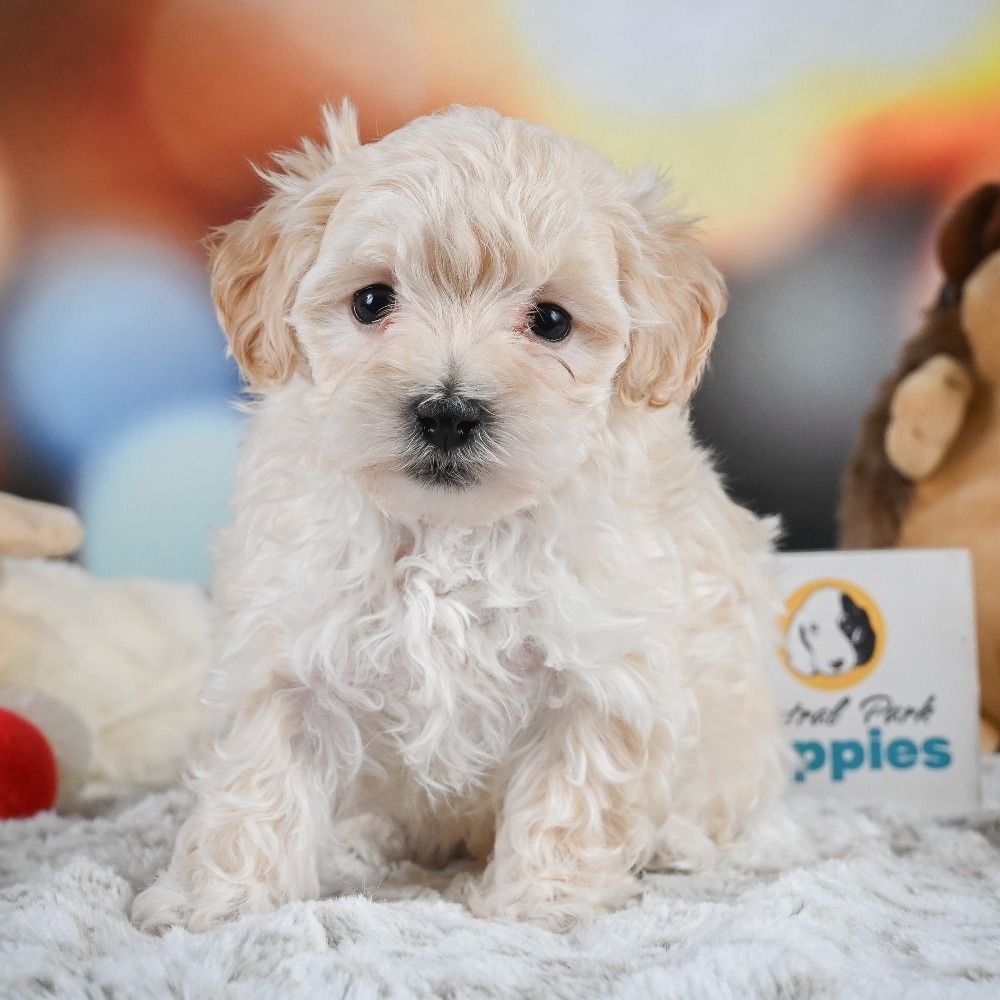 F1 Maltipoo Puppy for Sale in NYC