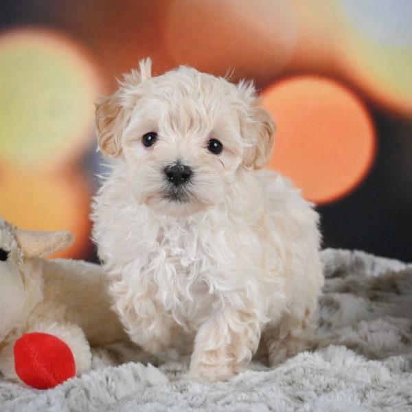 F1 Maltipoo Puppy for Sale