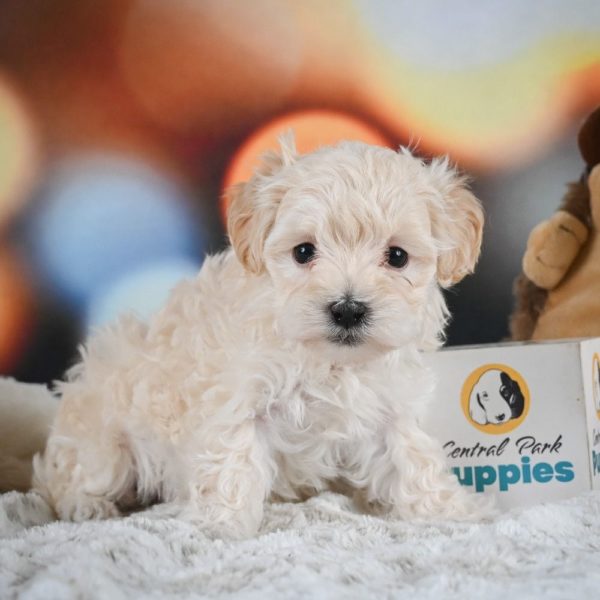 F1 Maltipoo Puppy for Sale