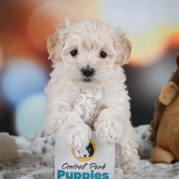 F1 Maltipoo Puppy for Sale