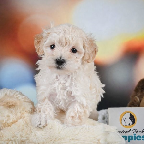 F1 Maltipoo Puppy for Sale