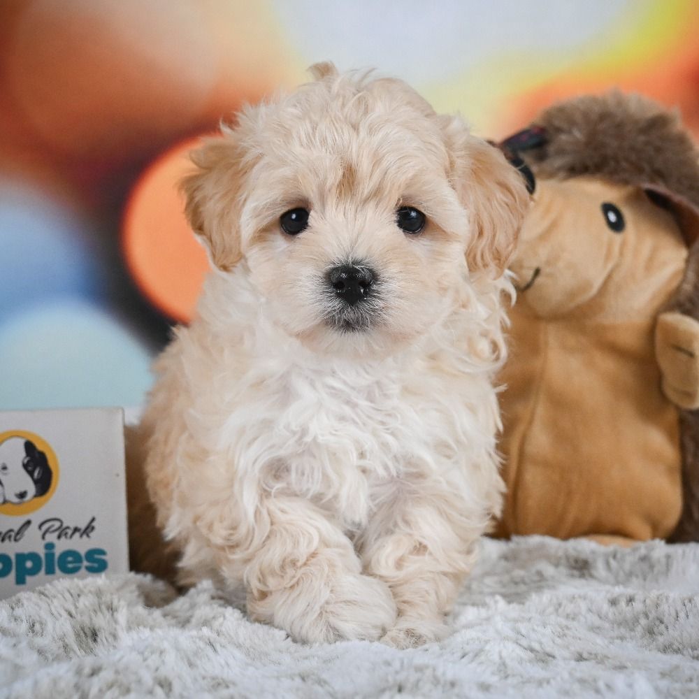 F1 Maltipoo Puppy for Sale in NYC