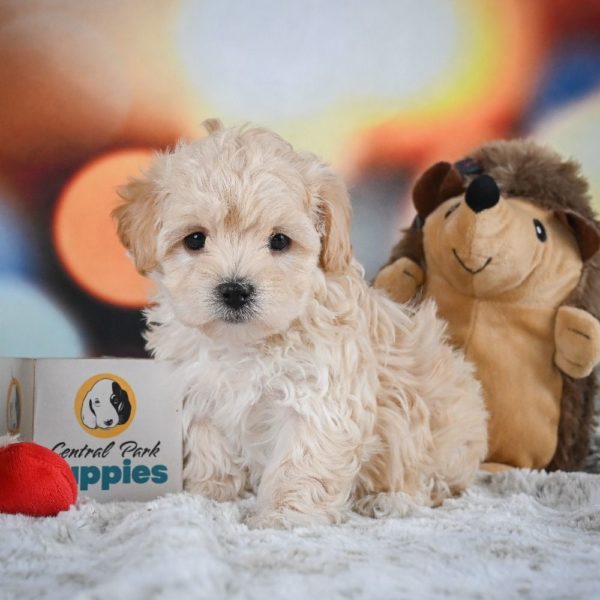 F1 Maltipoo Puppy for Sale