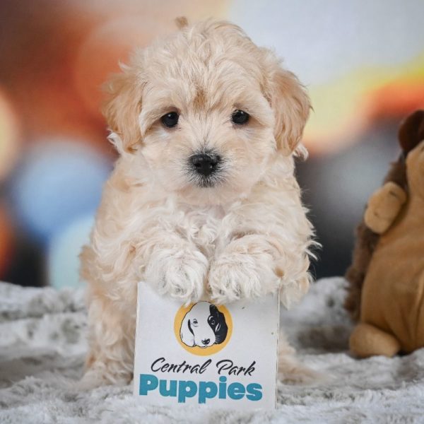 F1 Maltipoo Puppy for Sale