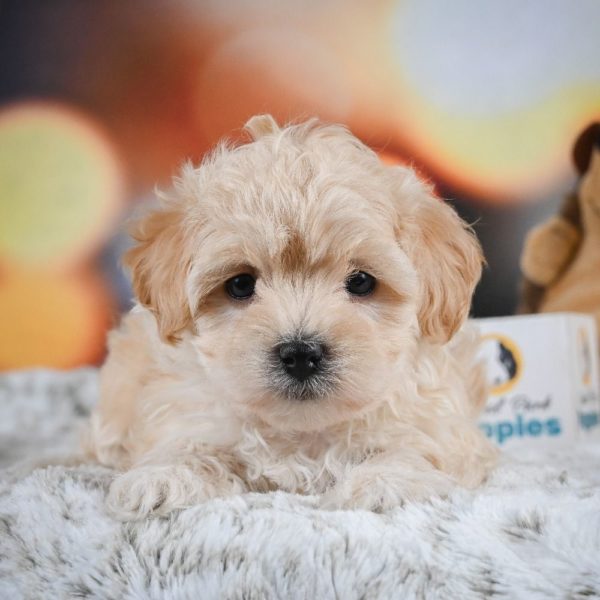 F1 Maltipoo Puppy for Sale