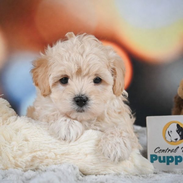 F1 Maltipoo Puppy for Sale