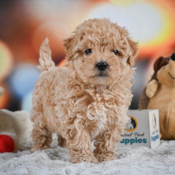 F1 Maltipoo Puppy for Sale