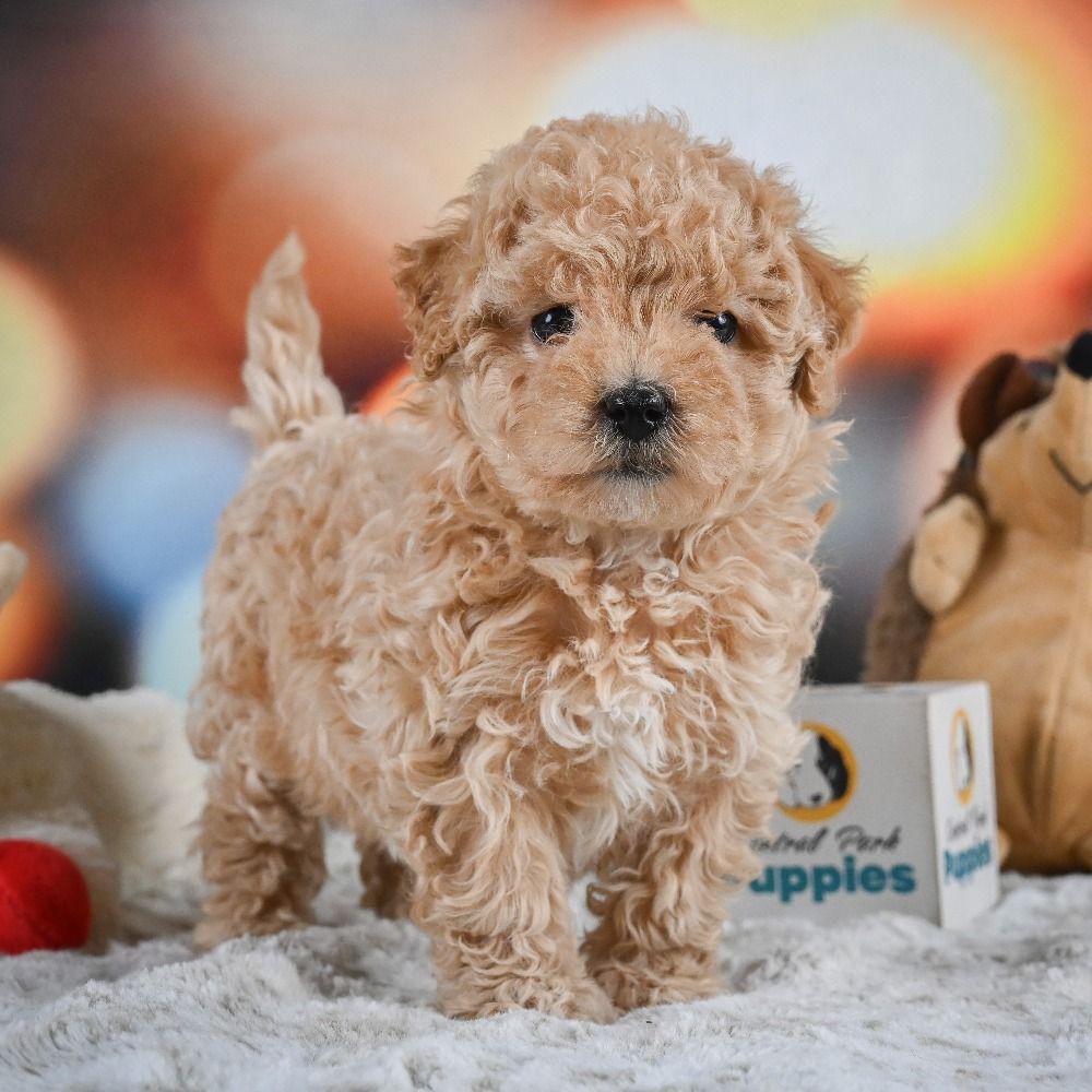 F1 Maltipoo Puppy for Sale in NYC