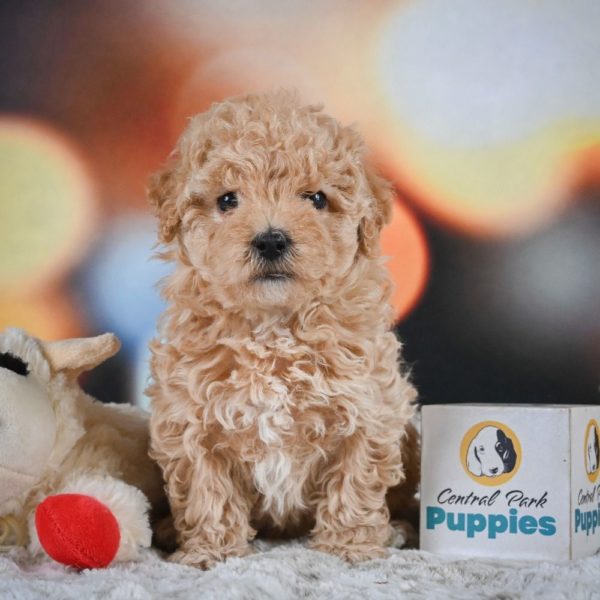 F1 Maltipoo Puppy for Sale