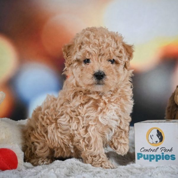 F1 Maltipoo Puppy for Sale