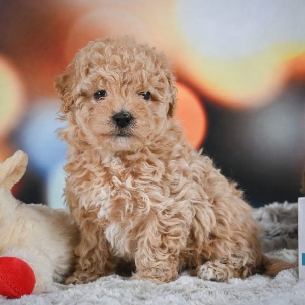 F1 Maltipoo Puppy for Sale