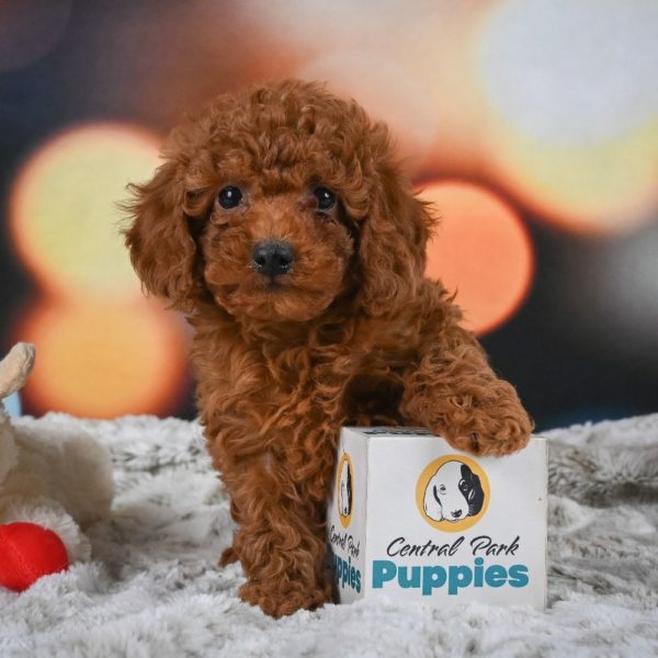 Miniature Poodle Puppy for Sale