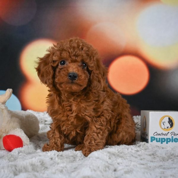 Miniature Poodle Puppy for Sale