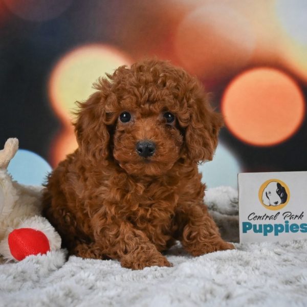 Miniature Poodle Puppy for Sale