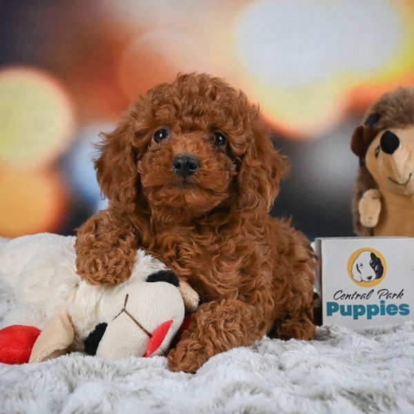 Miniature Poodle Puppy for Sale