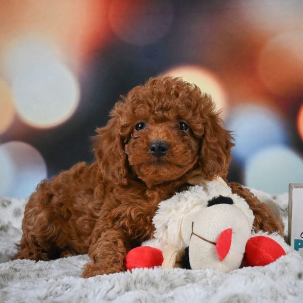 Miniature Poodle Puppy for Sale