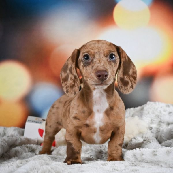 Mini Dachshund Puppy for Sale