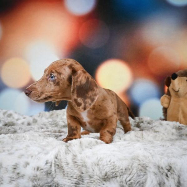 Mini Dachshund Puppy for Sale