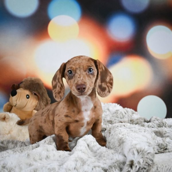 Mini Dachshund Puppy for Sale