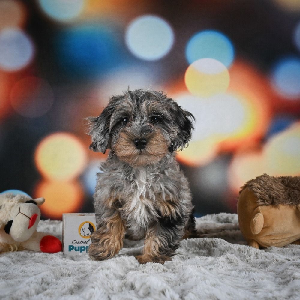 F1b Cockapoo Puppy for Sale in NYC