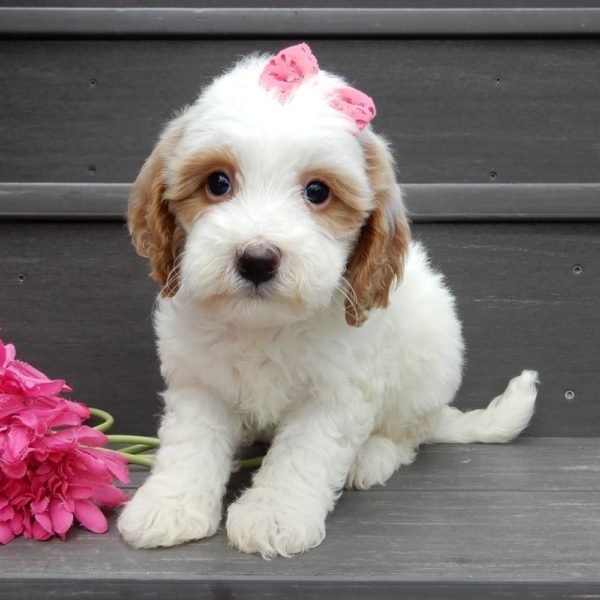 F1b Mini Goldendoodle Puppy for Sale