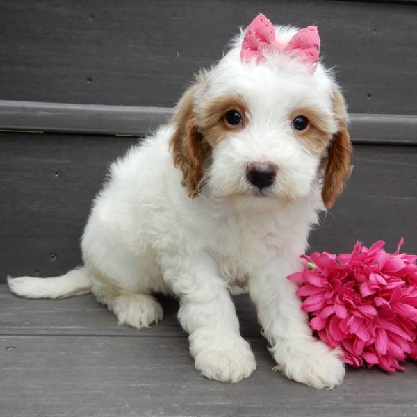 F1b Mini Goldendoodle Puppy for Sale