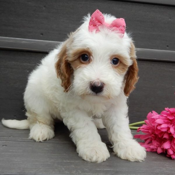 F1b Mini Goldendoodle Puppy for Sale