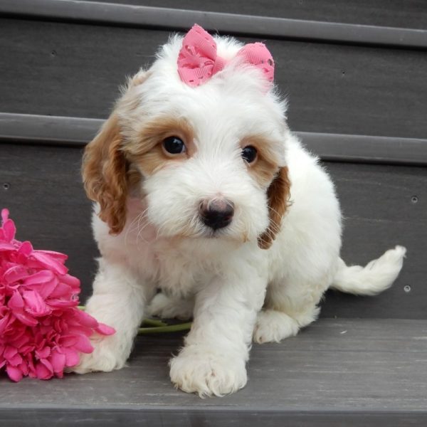 F1b Mini Goldendoodle Puppy for Sale