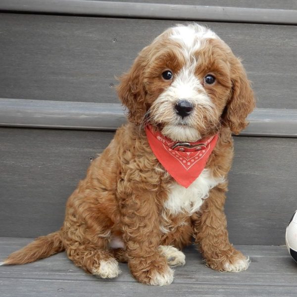 F1b Mini Goldendoodle Puppy for Sale