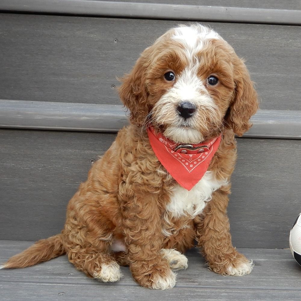 F1b Mini Goldendoodle Puppy for Sale in NYC