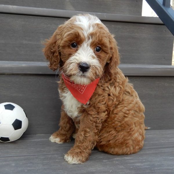 F1b Mini Goldendoodle Puppy for Sale