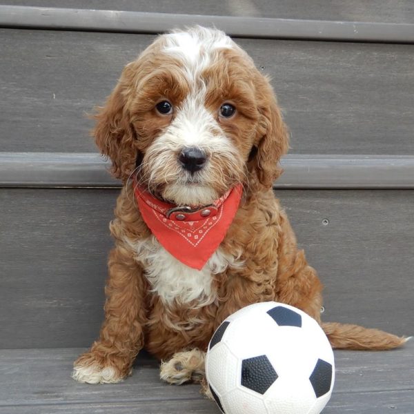 F1b Mini Goldendoodle Puppy for Sale