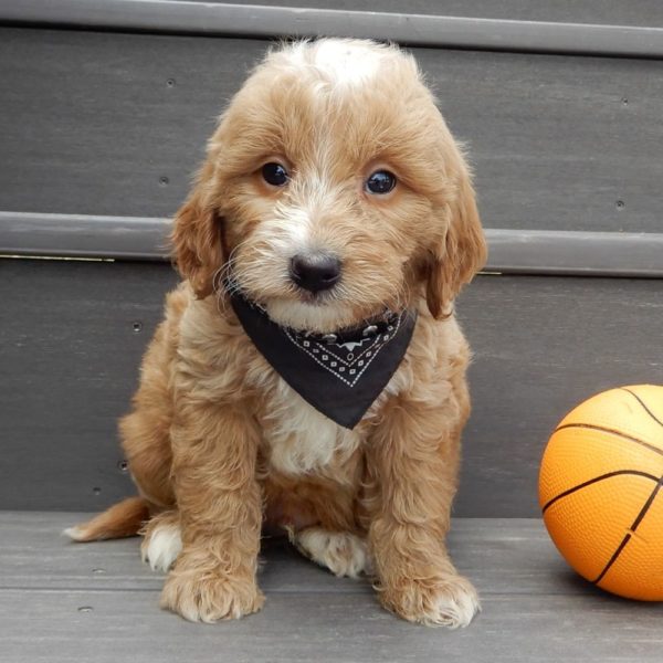 F1b Mini Goldendoodle Puppy for Sale