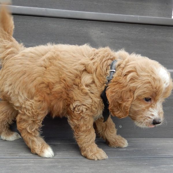 F1b Mini Goldendoodle Puppy for Sale