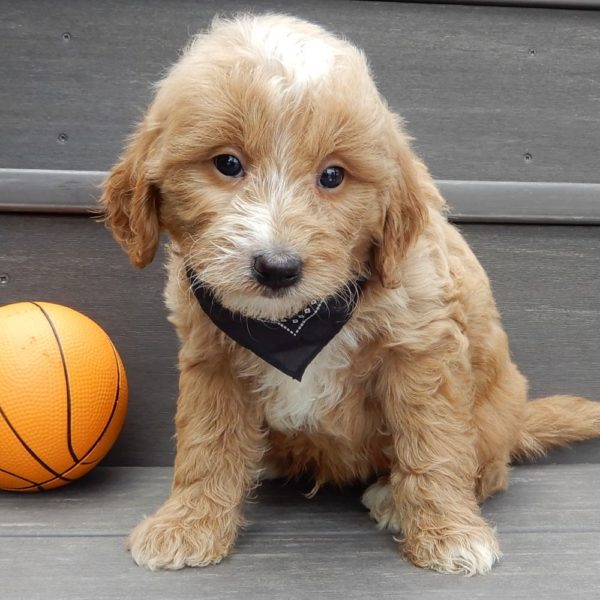 F1b Mini Goldendoodle Puppy for Sale