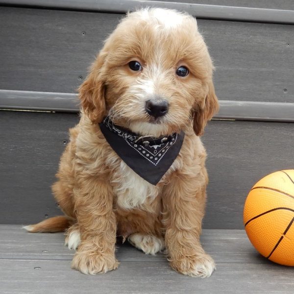 F1b Mini Goldendoodle Puppy for Sale