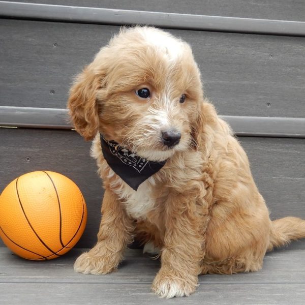 F1b Mini Goldendoodle Puppy for Sale