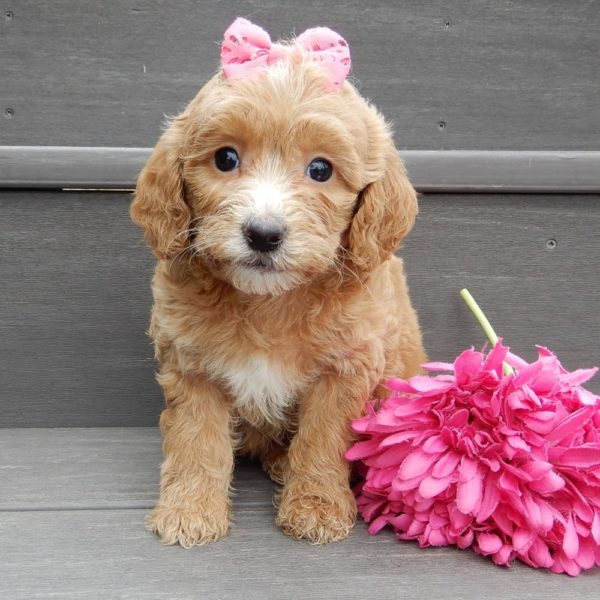 F1b Mini Goldendoodle Puppy for Sale