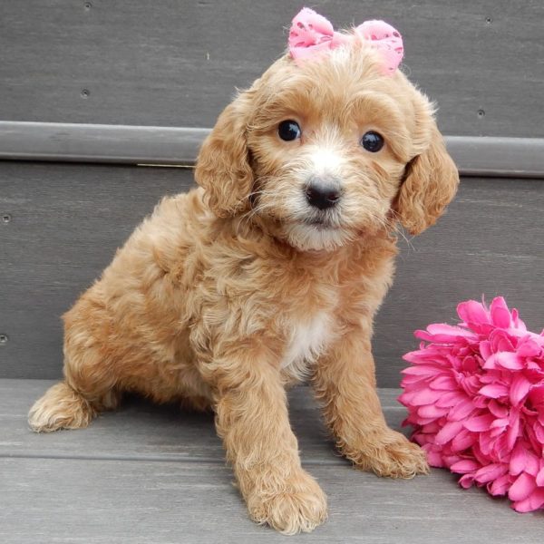 F1b Mini Goldendoodle Puppy for Sale