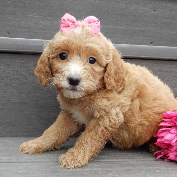 F1b Mini Goldendoodle Puppy for Sale