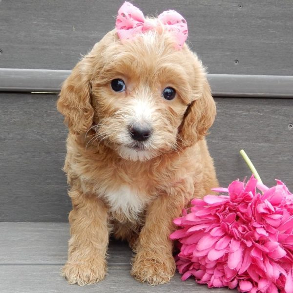 F1b Mini Goldendoodle Puppy for Sale