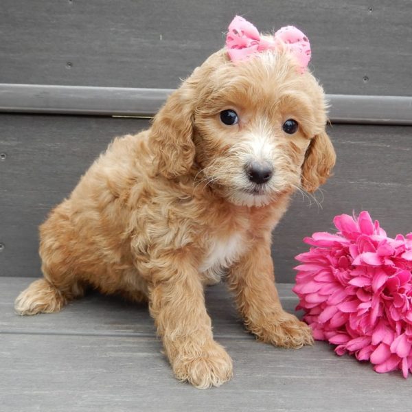 F1b Mini Goldendoodle Puppy for Sale