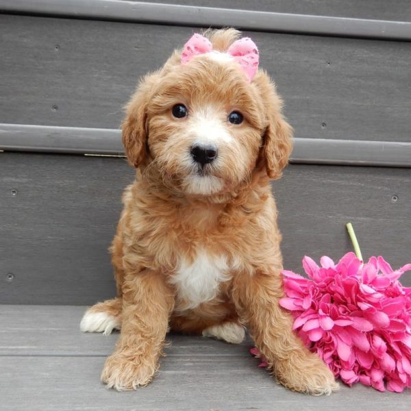 F1b Mini Goldendoodle Puppy for Sale