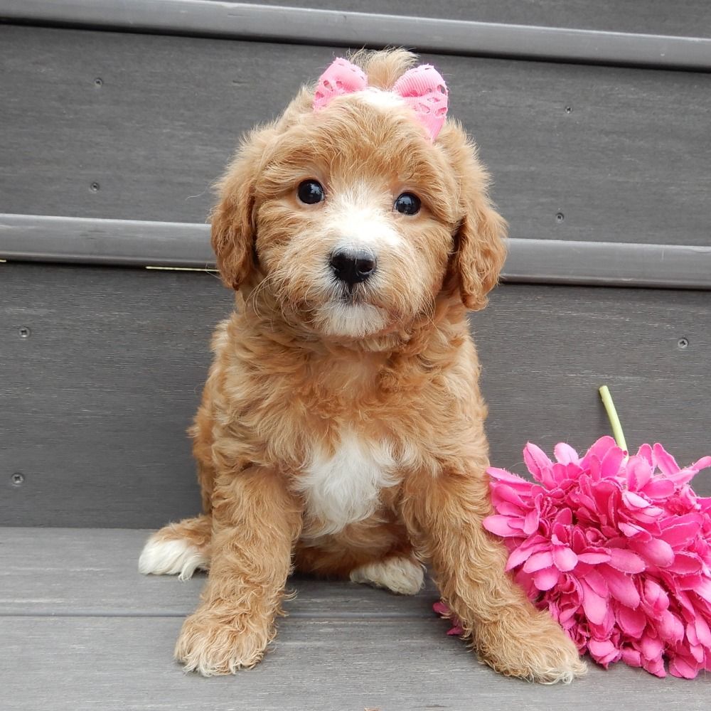 F1b Mini Goldendoodle Puppy for Sale in NYC